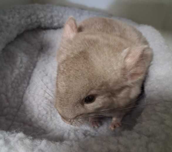Szynszyla w sklep zoologiczny Pawik.pl Strzyżów