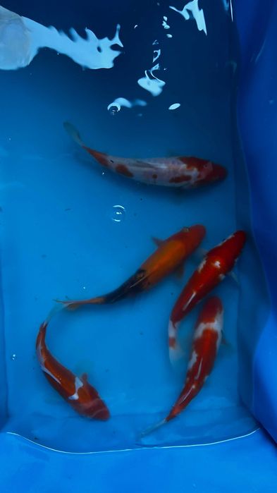 Oryginalne karpie Koi