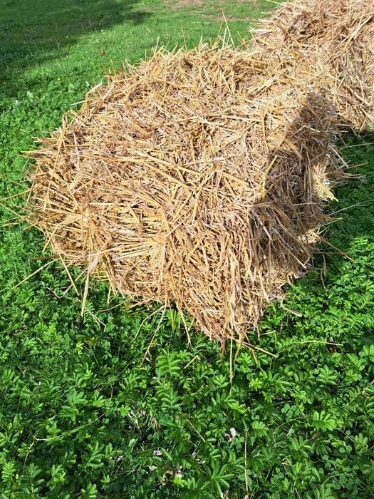 Sprzedam słomę owsianą tegoroczną