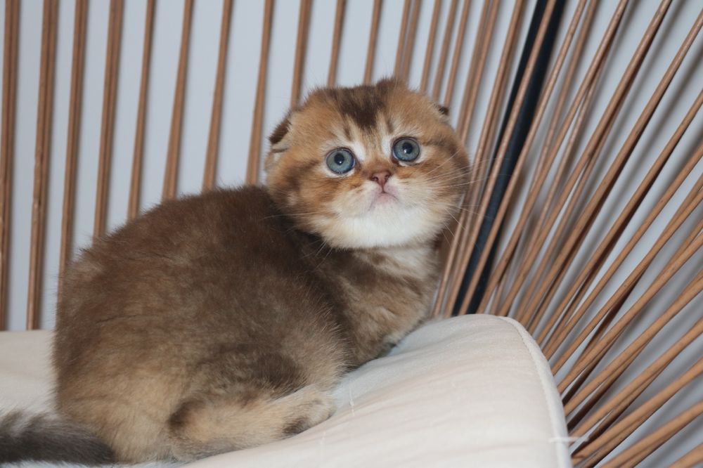 Femea scottish fold golden