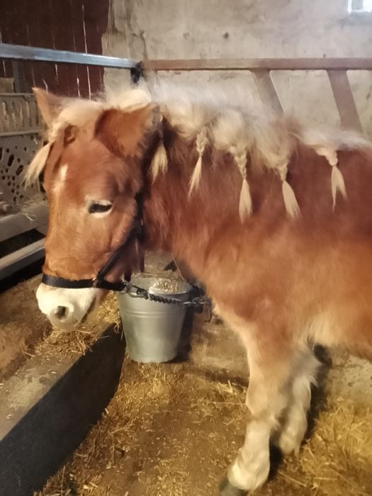 Sprzedam kucyka ogierka