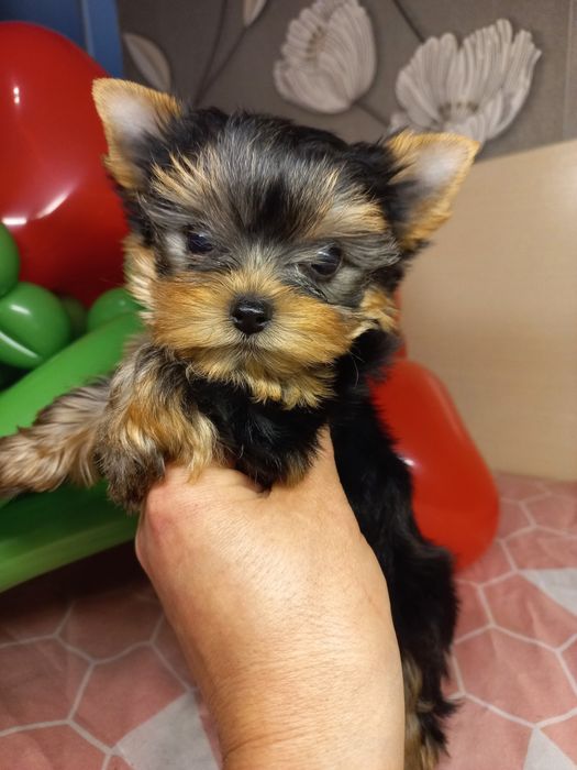 Міні хлопчики і дівчинка Йорк