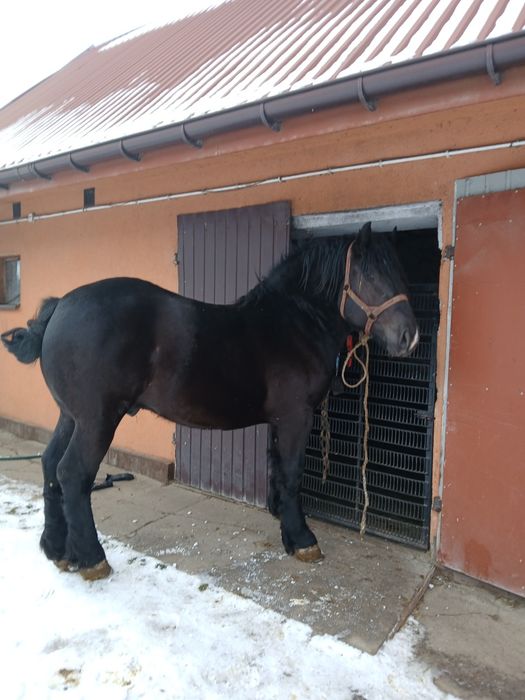 Sprzedam konia Sztum