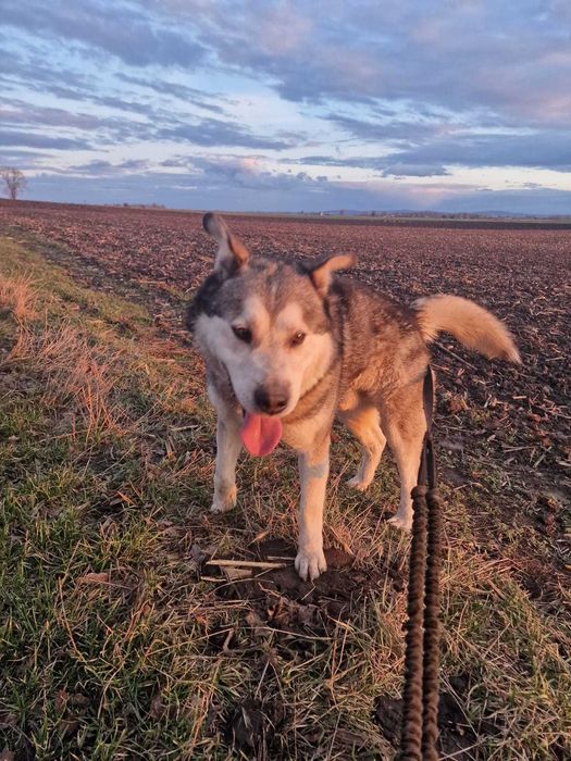 BALTO młody mix alaskan malamute adopcja