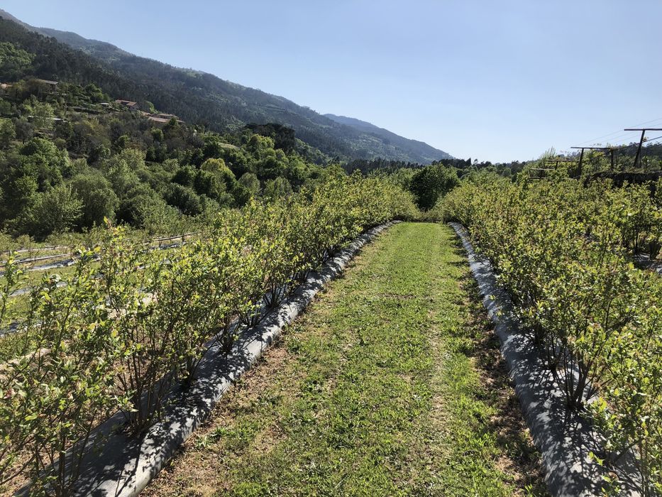 Vendo Mirtilos Direto Produtor