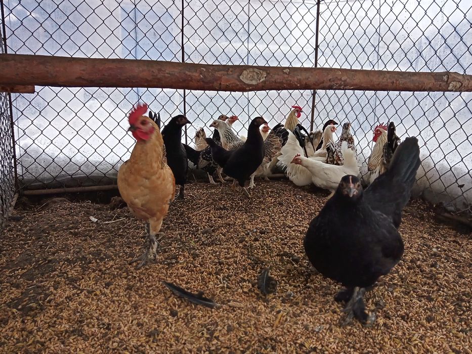 Sprzedam Kurki i kogutki