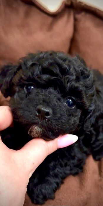 Чарівна дівчинка Мальтіпу