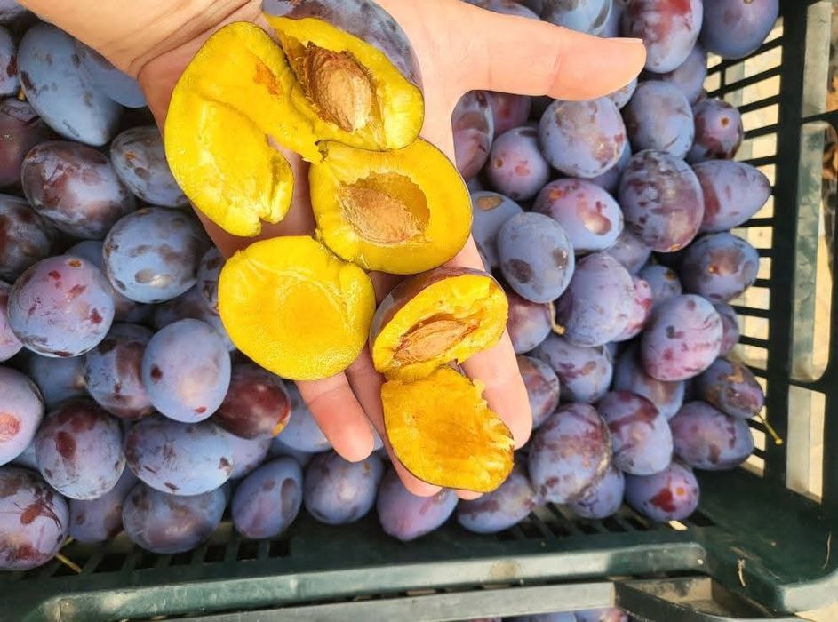 Śliwka z ogrodu 10kg niepryskana