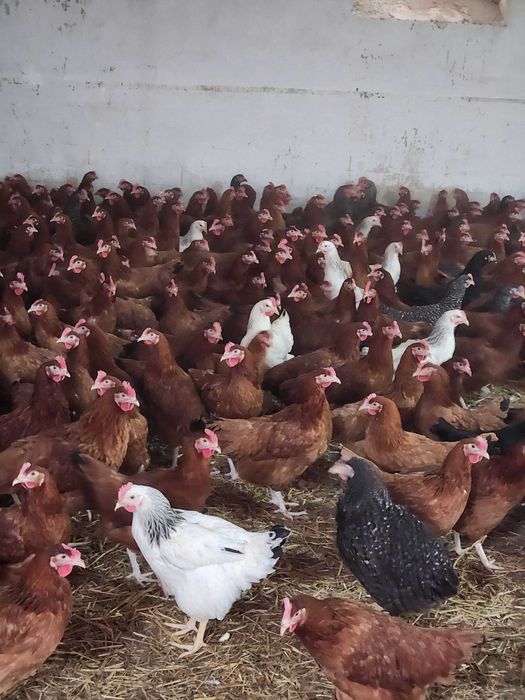 Kury nioski młode z jajkami 25 tyg.ROSA Dominant kolorowe kurki WYBIEG