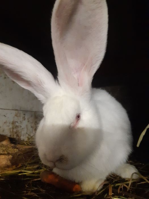 Króliki olbrzymy belgijskie