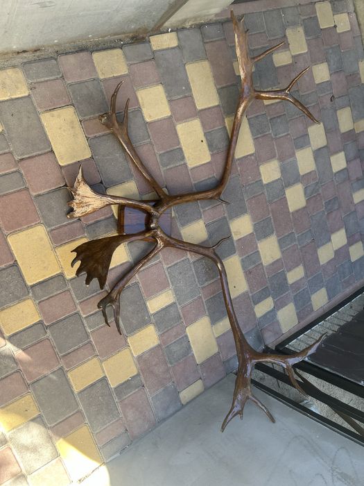 Продам оленье рога