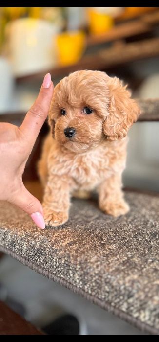 XS maltipoo po tea cup pudelku