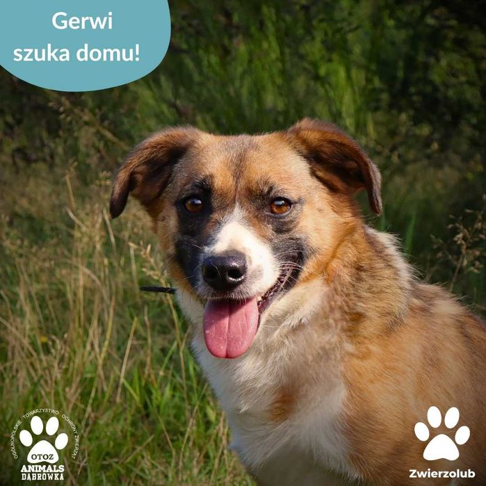 Gerwi szuka kochającego domu!