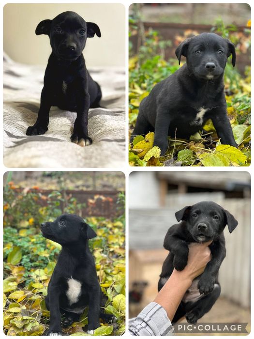 Цуценя дівчинка хлопчик чорний з білою грудкою