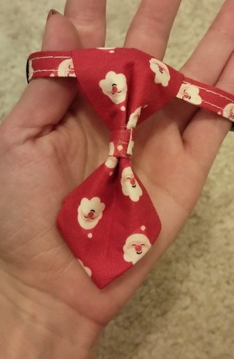 Coleira gravata  gato