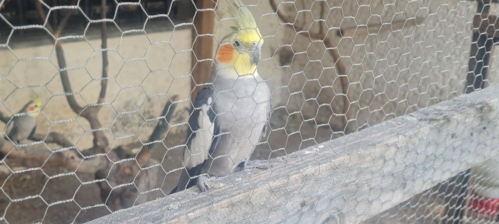 Tenho caturras para troca ou venda