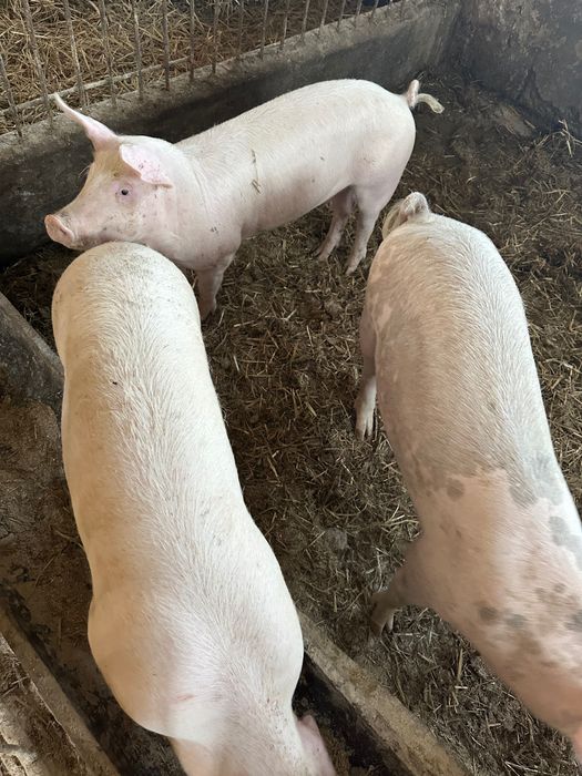 Prosiaki warchlaki Świnie