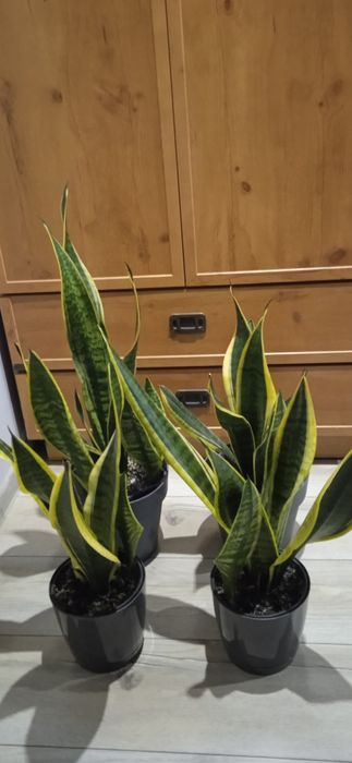 Kwiat sanseviera /wężownica, języki teściowej/ 70cm.