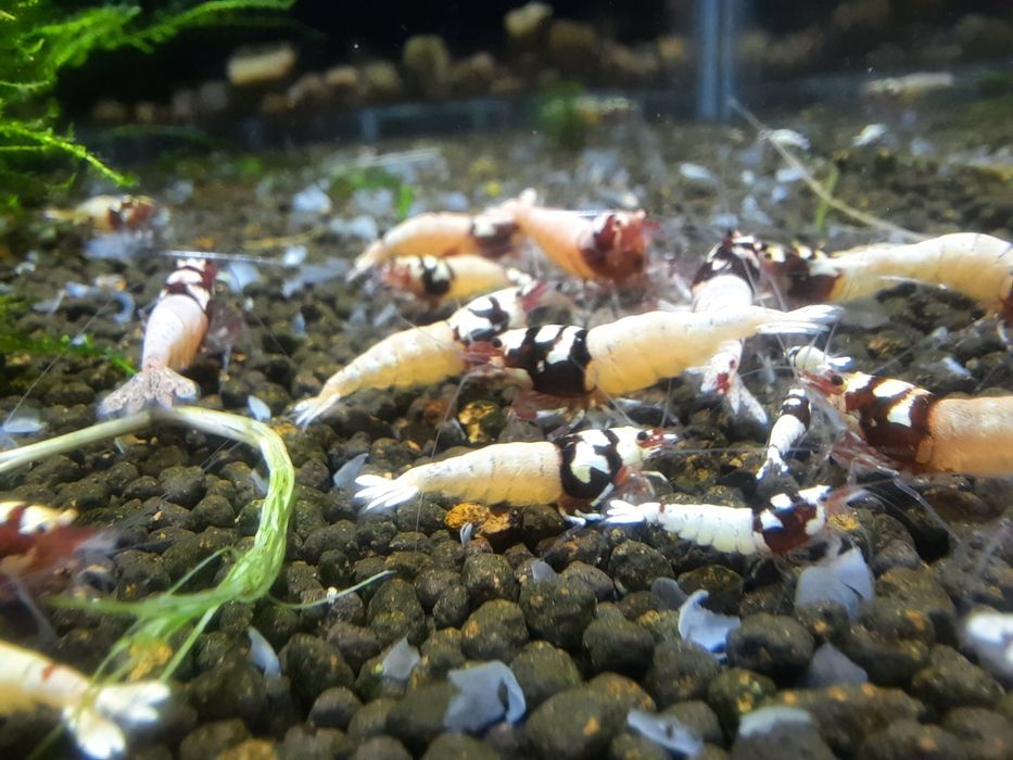 krewetki akwariowe Cardina Pinto Red Spotted Head