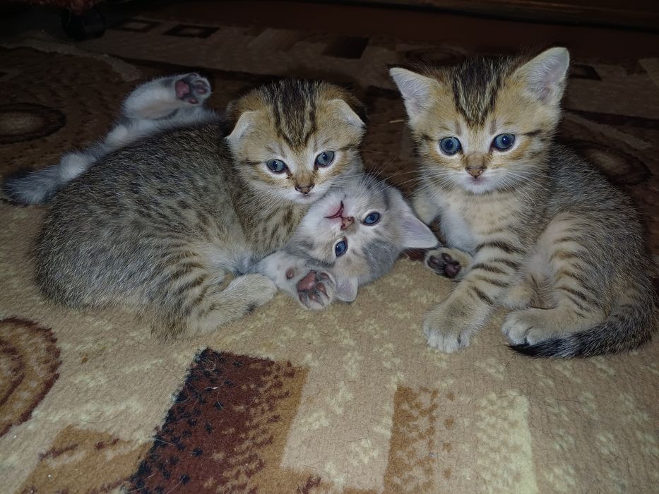 Котята британські чистокровні