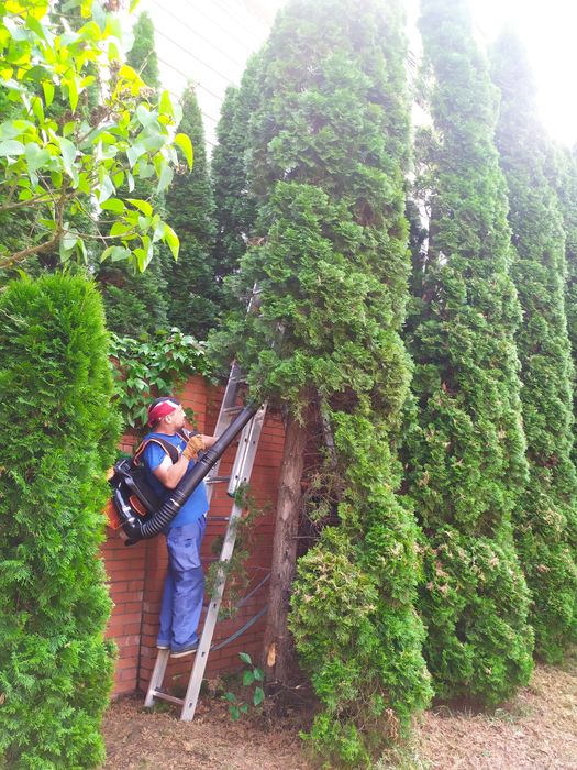 Чистка туй і обрізка дерев Золоче, Бортничи,Осокорки