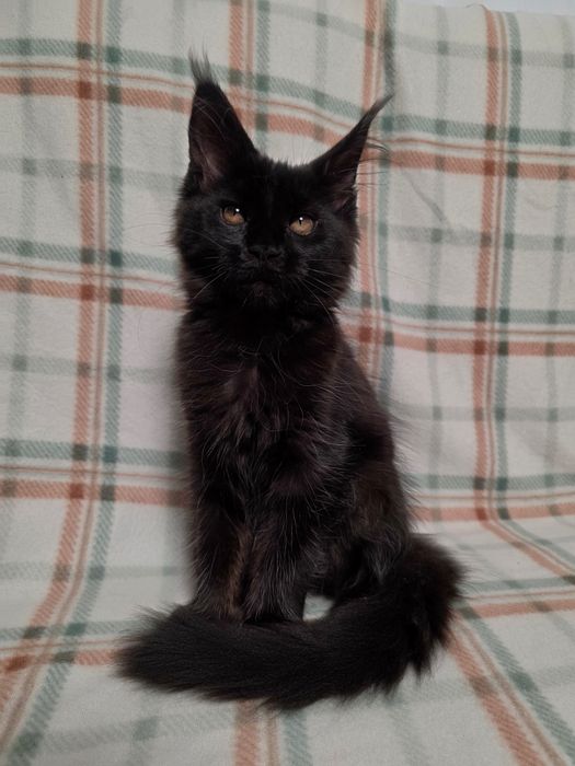 Czarna Kotka Maine Coon