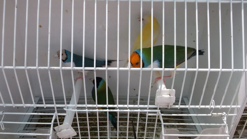 Vendo diamantes Gould