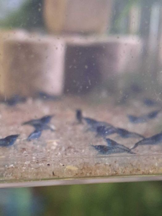 Ancistrus super red SF/LF,Guppys, neocaridinas