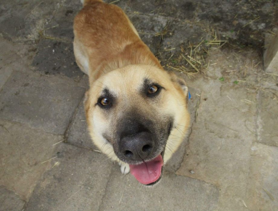 Natanek do adopcji