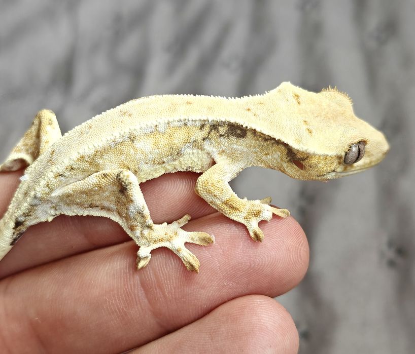 Gekon orzęsiony lilly white/yellow samczyk 13g hodowlany