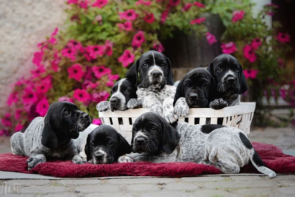 Wyżeł z Owernii czeka na Ciebie