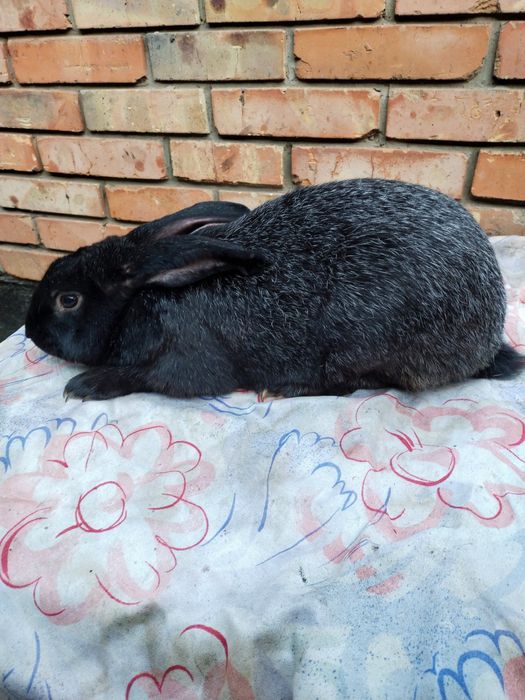 Кролики Полтавське Срібло