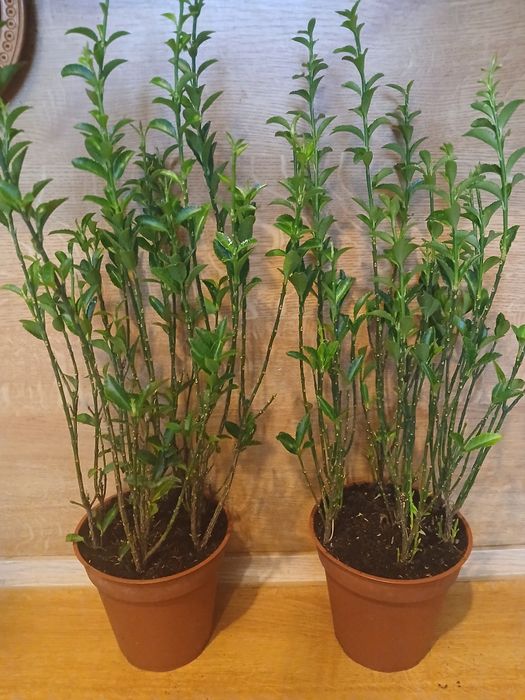 Бересклет, продам.