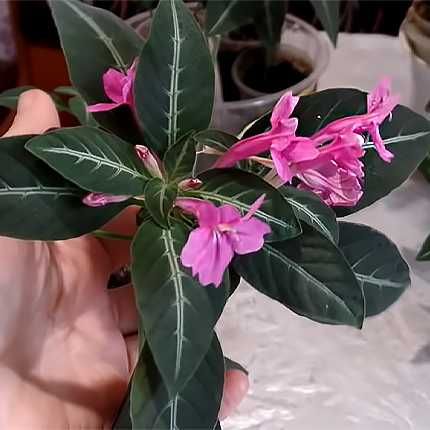 Традесканция Силламонтана томентоза.