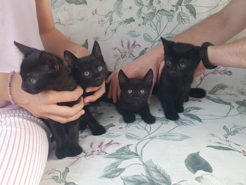 Кошенята в хороші руки безкоштовно