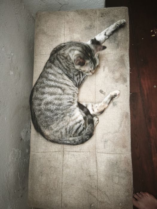 Gatos para adoção
