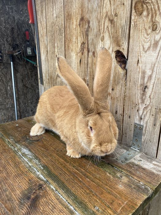 Belgijski olbrzym żółty