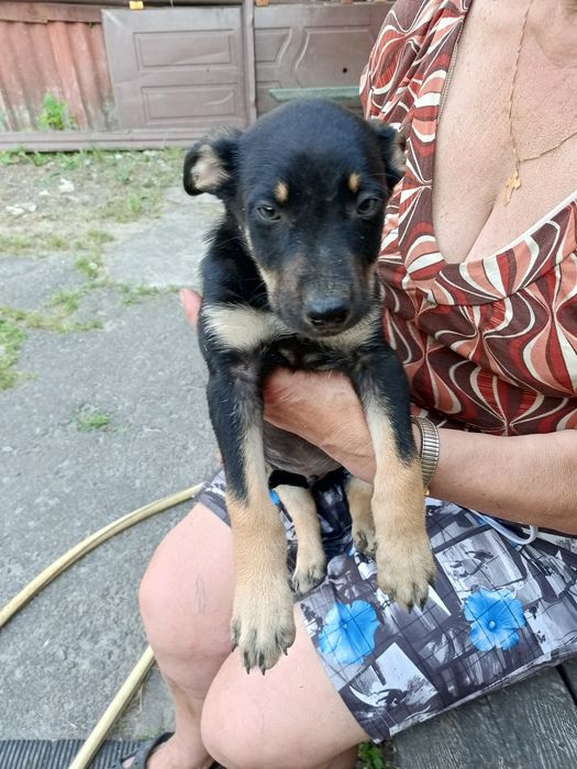 Собачки  в добрі руки