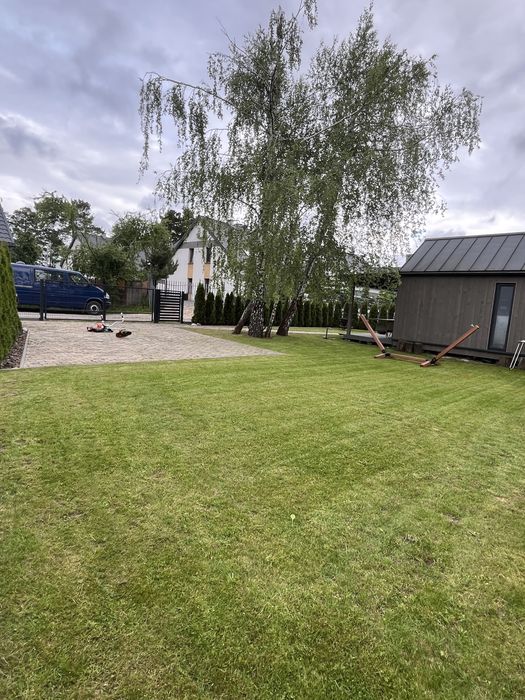 Okuninka Jezioro Białe, blisko plaży