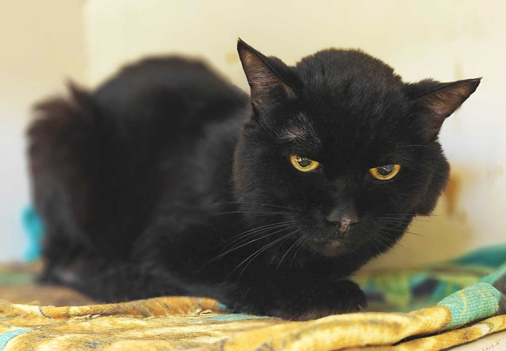 Розумний, серйозний котик Роджер мріє про родину (3 р.). Кастр. Кот