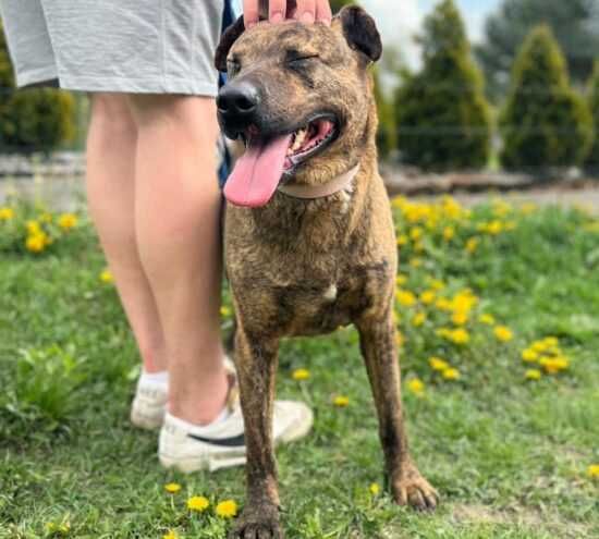 Bandi do adopcji