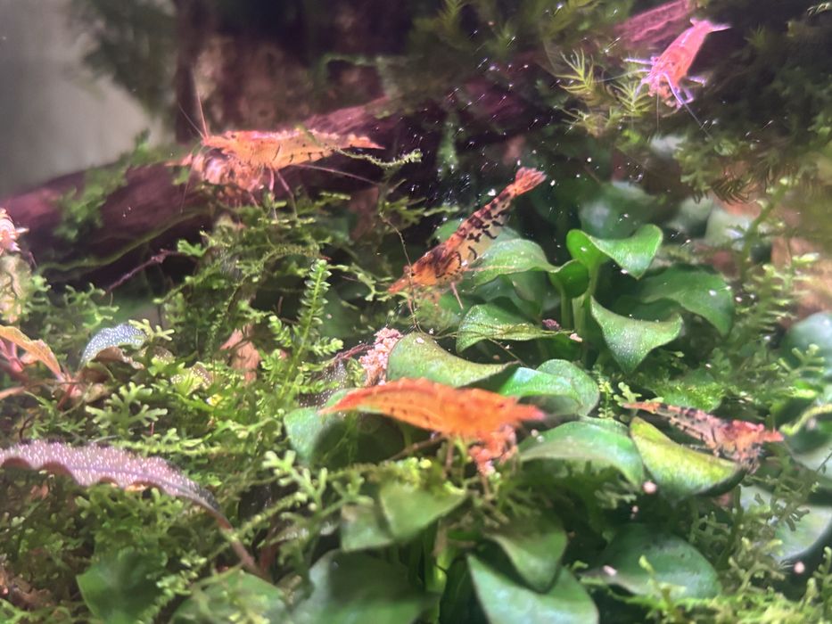 Caridinas Tangerine Tiger e hibridos