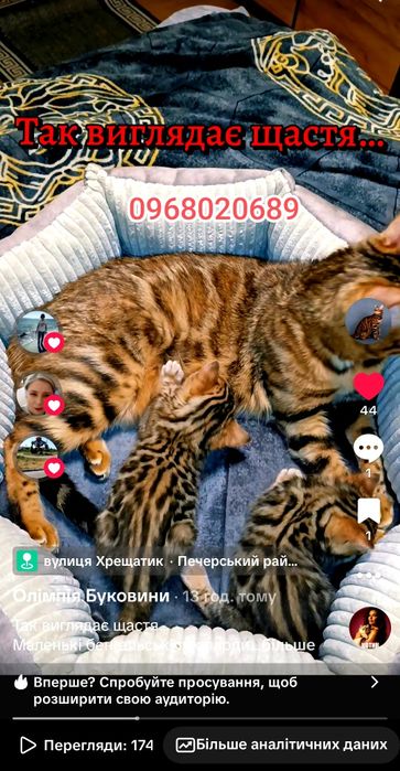 Мрії іноді мають плямисті розетки і золотий блиск…