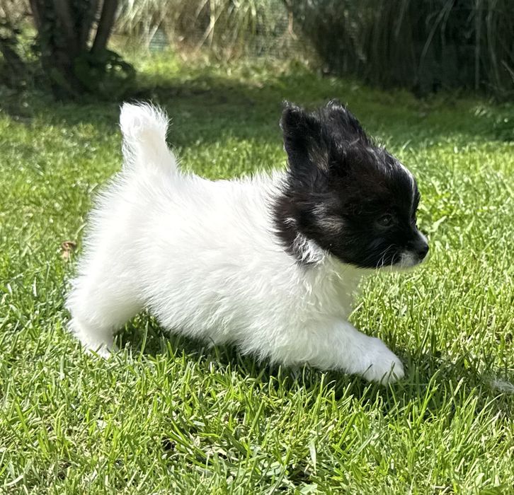 Papillon spaniel miniaturowy pies ZKwP FCI