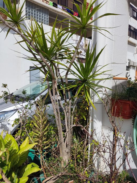 Seleção de plantas e cactos