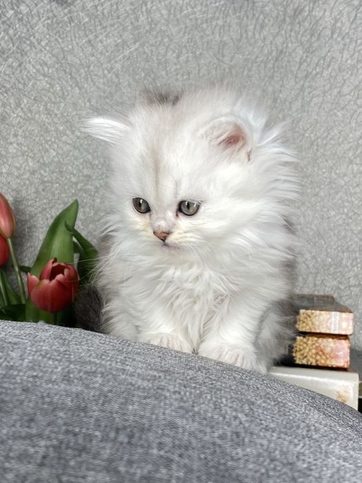 Серебристая шиншилла