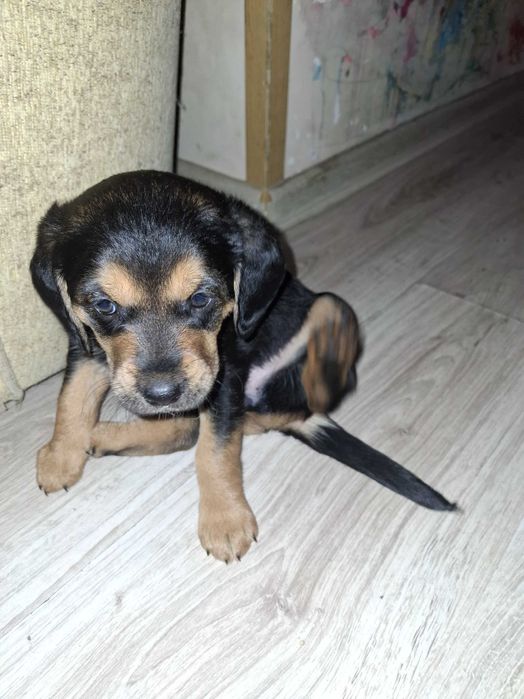 Piesek do adopcji
