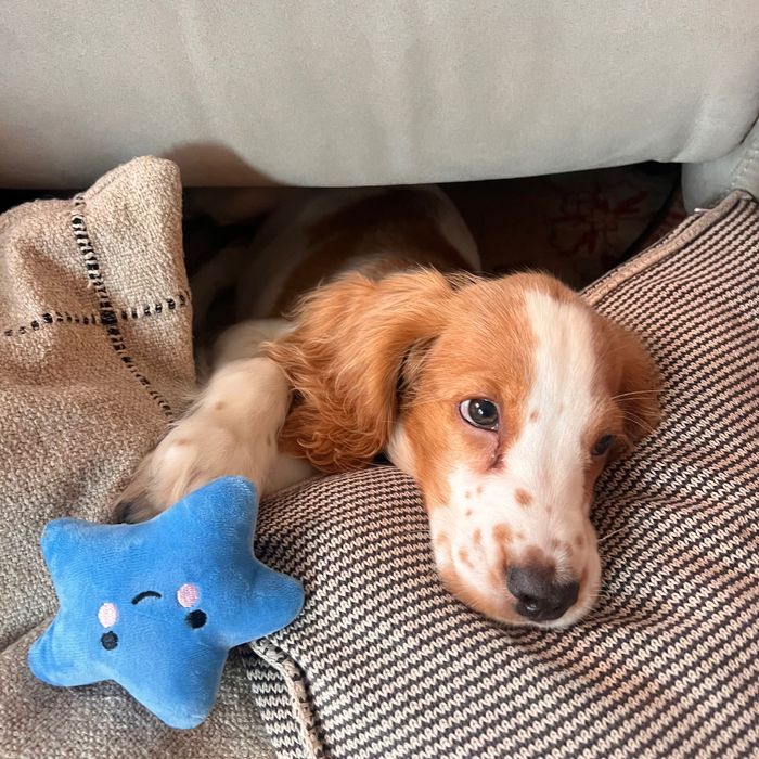 Male Cocker Spaniel Inglês – 3 Meses