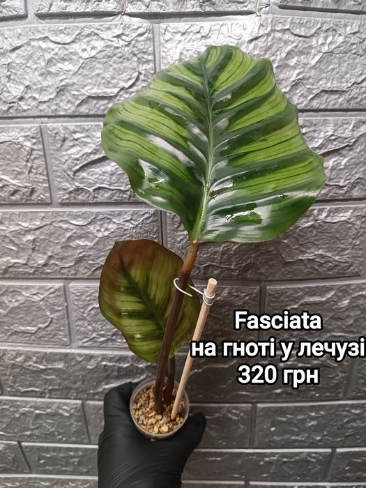 Калатеи "Bella Carlina", Lancifolia, Orbifolia, Network, Fasciata