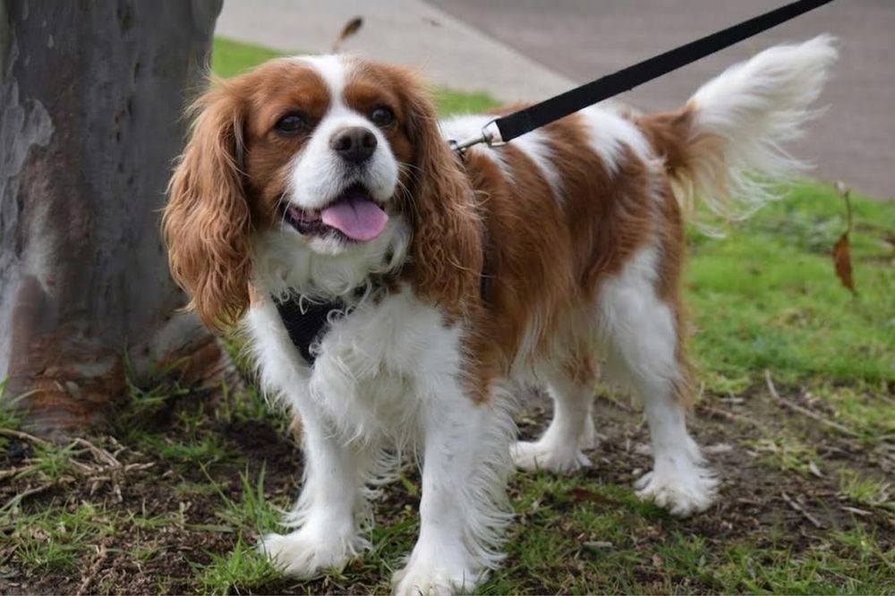 Cavapoo piekny kręcony chlopiec